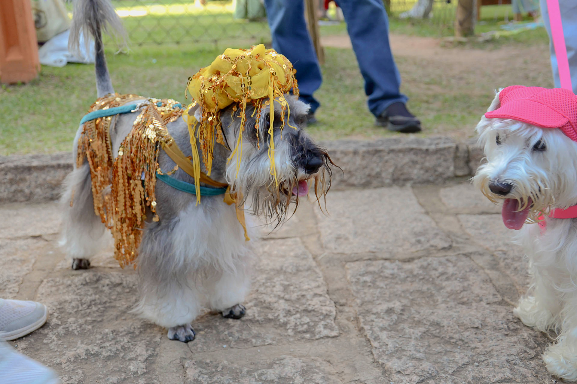 Reviva a folia do BloCão dos Schnauzers!