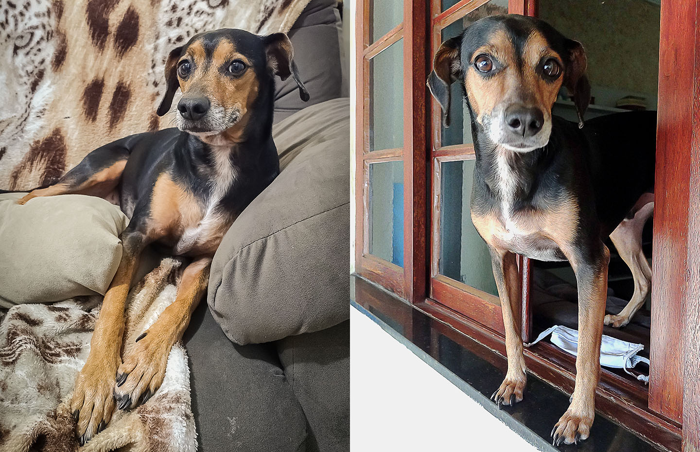 Há 14 anos Kanudo faz parte da família