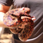 Sem veneno e cheia de cor: Cobra-de-leite (Lampropeltis) é destaque entre os animais exóticos. Foto: Revista Faro-Fino